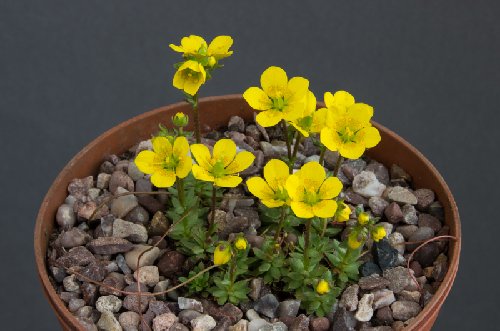 Saxifraga stenophylla